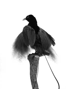  Vogel Lecomte von Tatiana Leconte